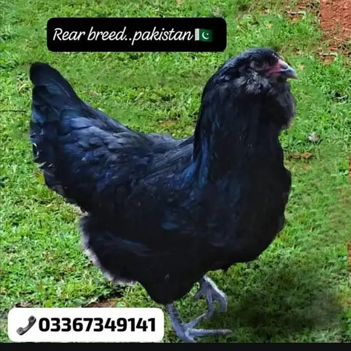 Eggs/Ameraucana Blue & green Fertilized eggs & chiks avail 03367349141 — photo 9