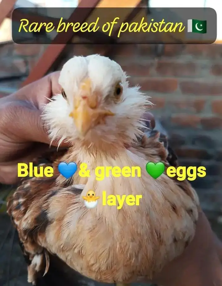 Eggs/Ameraucana Blue & green Fertilized eggs & chiks avail 03367349141 — photo 10