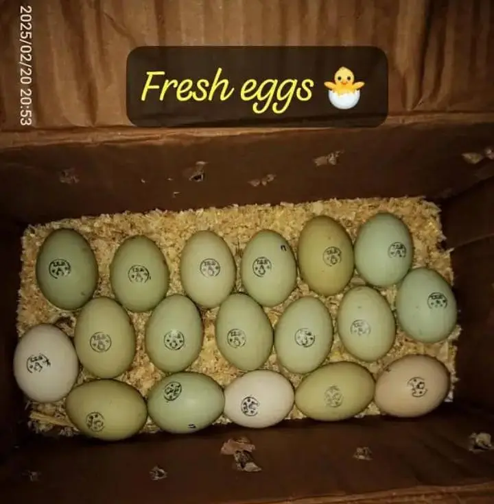 Eggs/Ameraucana Blue & green Fertilized eggs & chiks avail 03367349141 — photo 12