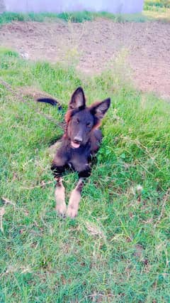 male  Belgian puppy