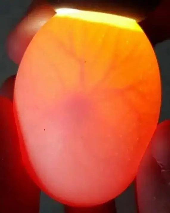 Eggs/Ameraucana Blue & green Fertilized eggs & chiks avail 03367349141 — photo 4