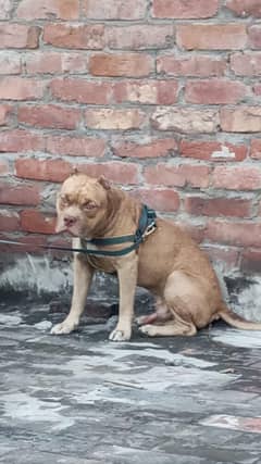 American pitbull male confirm stud