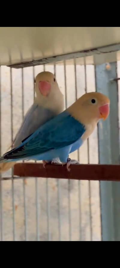 pail fallow/ lovebirds