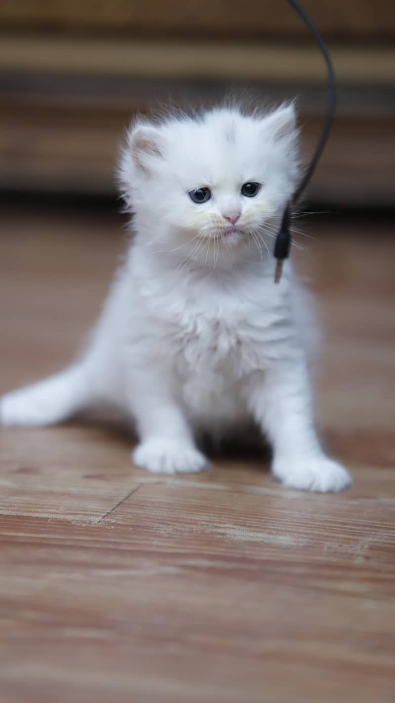 Persion kittens 1