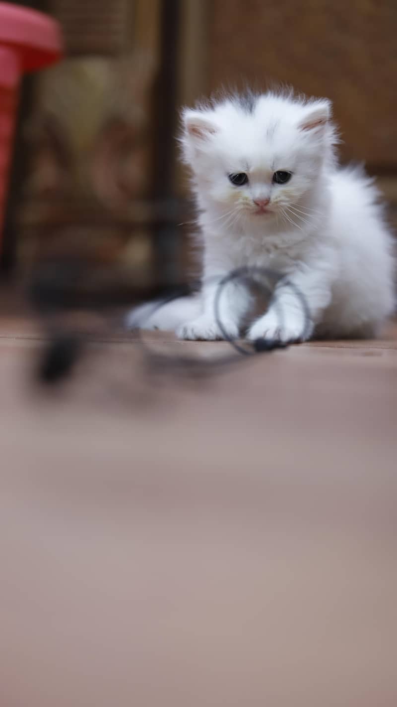 Persion kittens 3