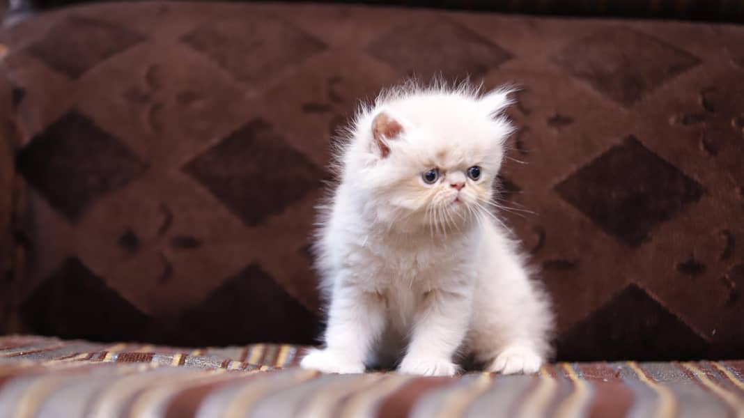 Persion kittens 4
