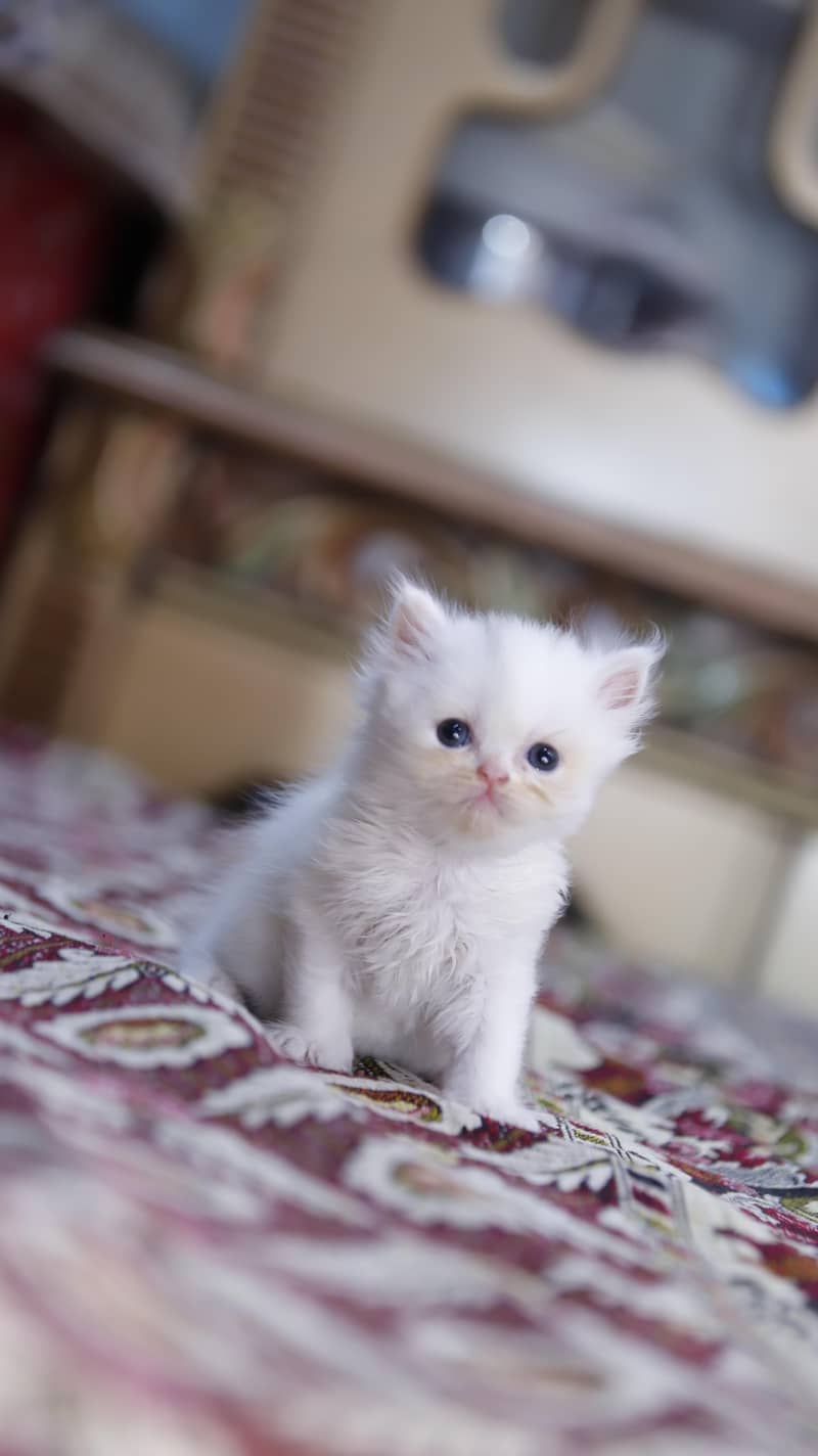 Persion kittens 7