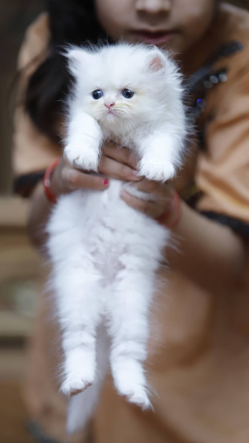 Persion kittens 8
