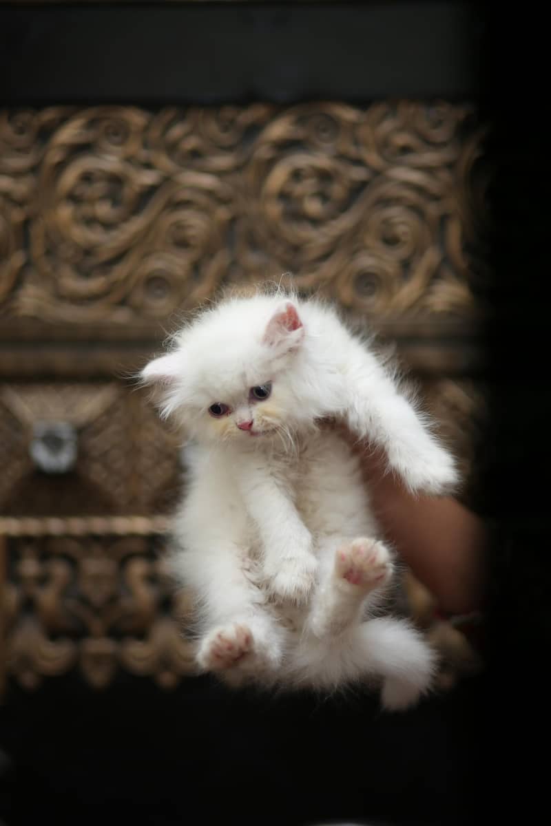 Persion kittens 10