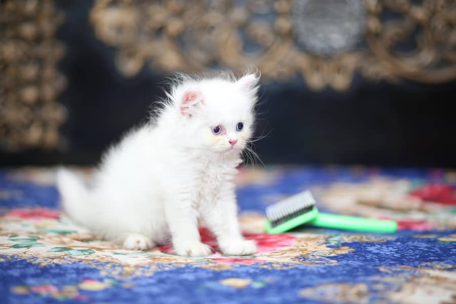 Persion kittens 11