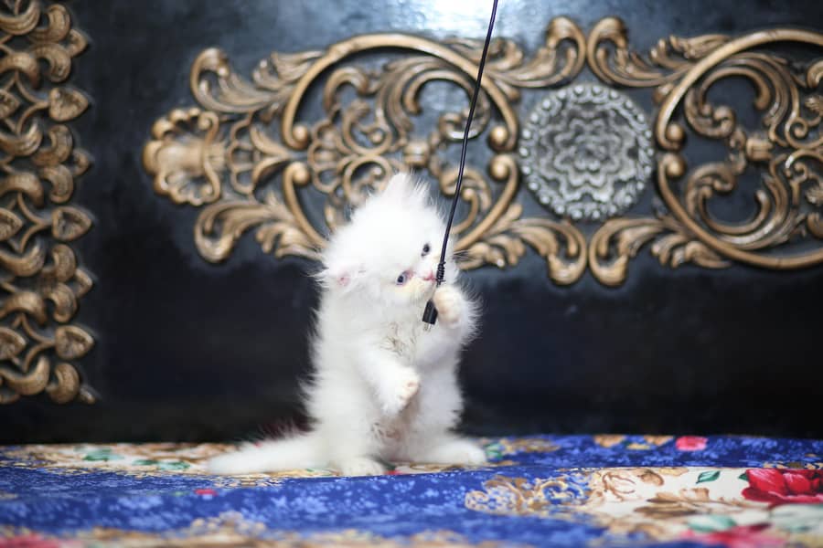 Persion kittens 12