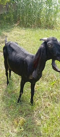 bakri aik path k sath