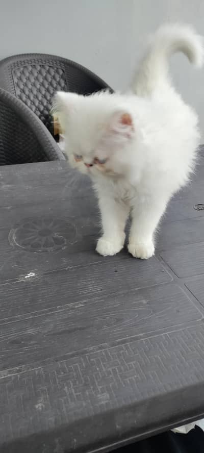 Persian Punch face