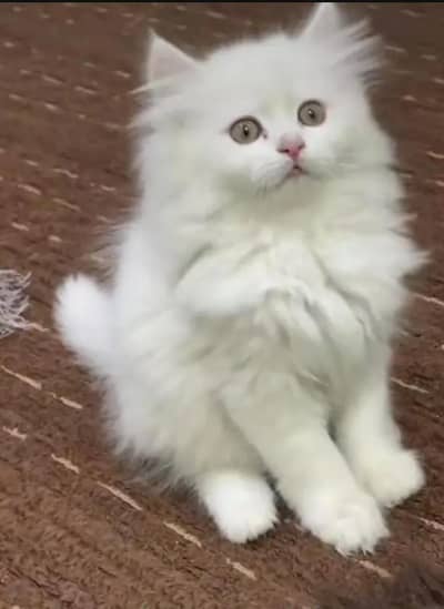 Persian cat for sale male or femalemy WhatsApp 0346=11=21=062