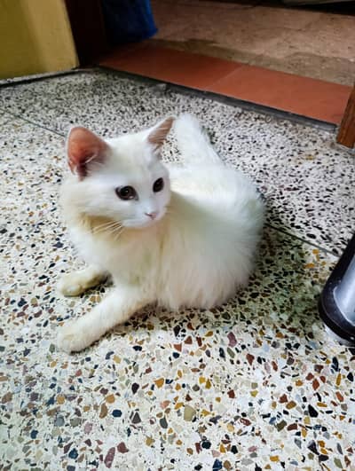 Persian Cat With Honey Eyes