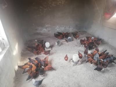 Golden misri Male female mix 100piece