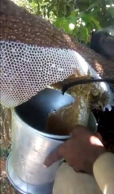 100% Organic Wild Honey | Pollen | beeswax | خالص جنگلی شہد . پولن موم