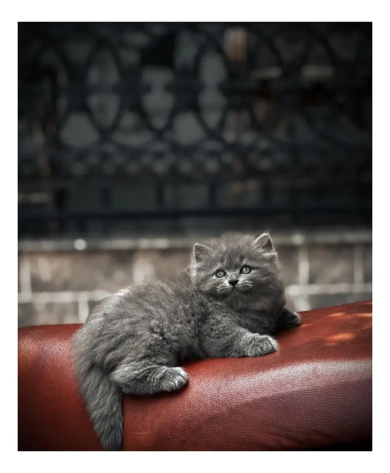 cash on delivery Persian kitten cats