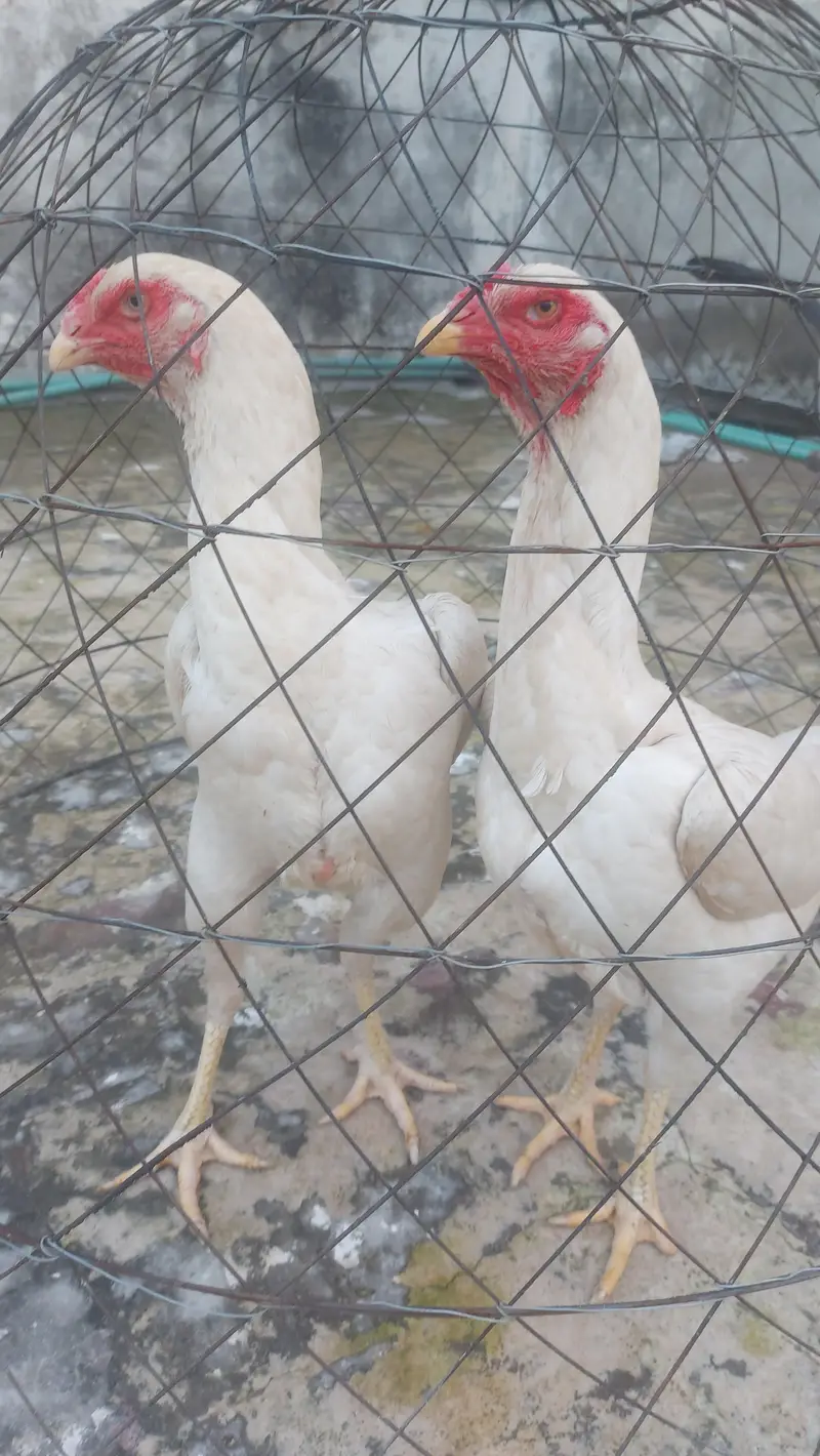 Pure White Shamo Females 12 Months Egg Laying 26,5oo per piece — photo 3