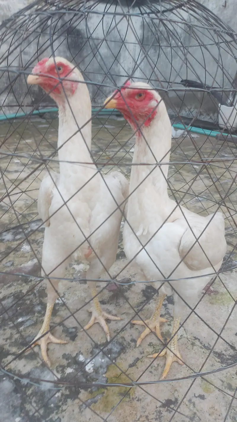 Pure White Shamo Females 12 Months Egg Laying 26,5oo per piece — photo 7