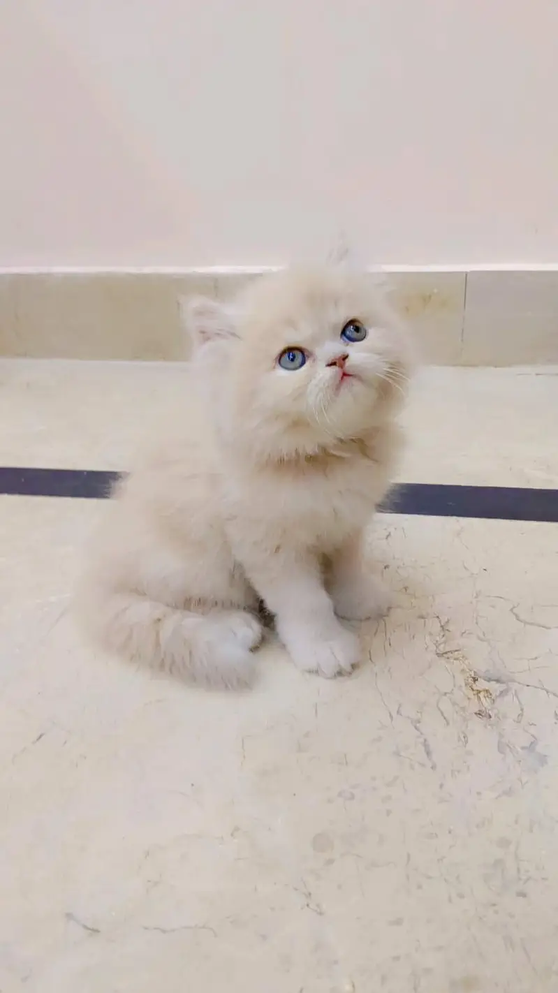 Persian quality kitten's up for sale