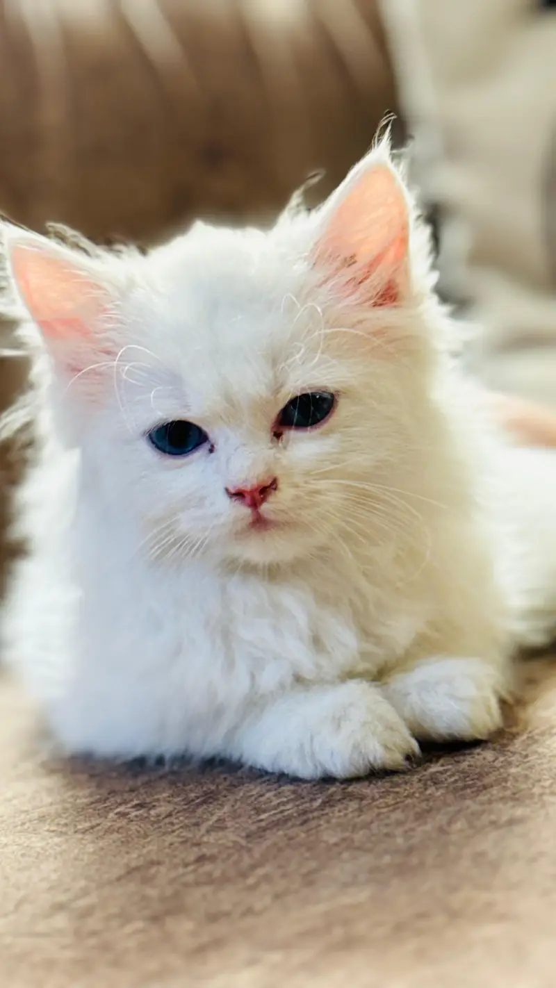 Persian quality kitten's up for sale — photo 2