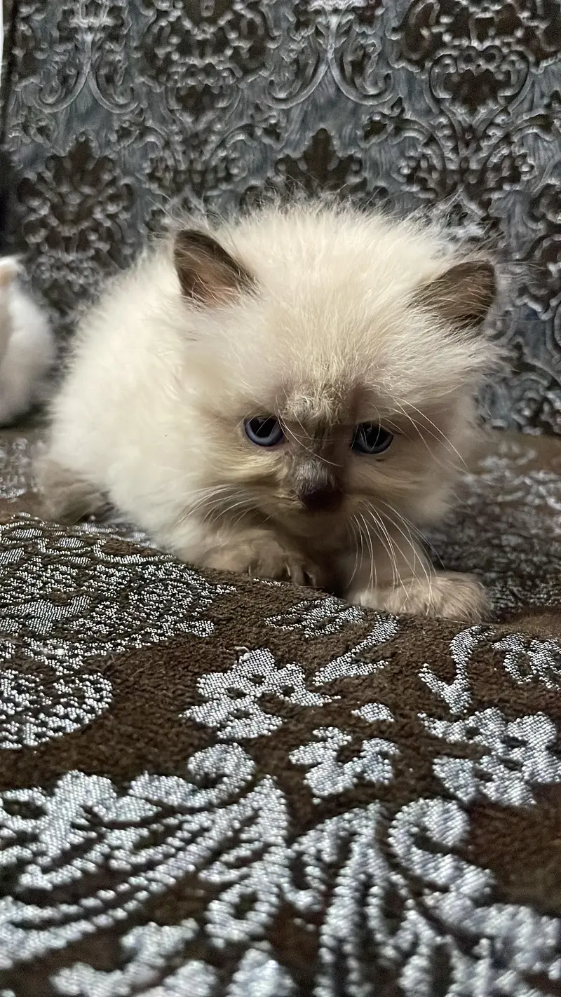 Persian quality kitten's up for sale — photo 3
