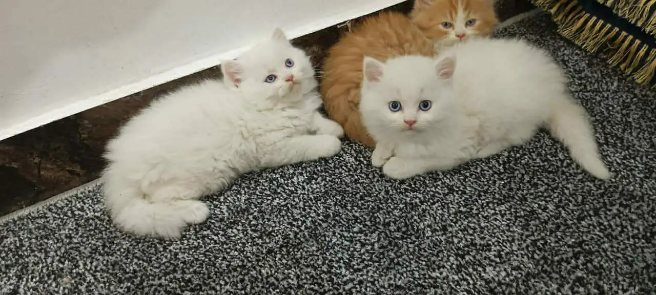Persian quality kitten's up for sale — photo 4
