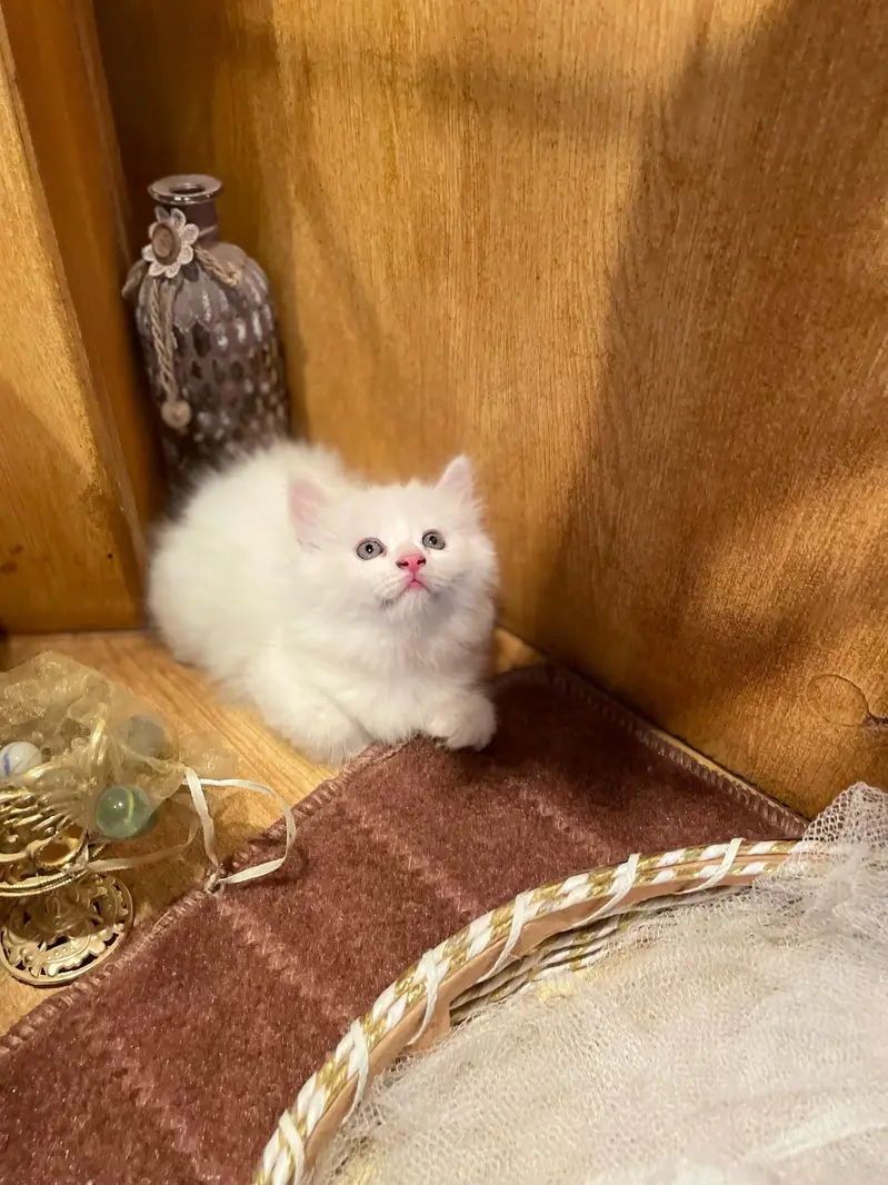 Persian quality kitten's up for sale — photo 5