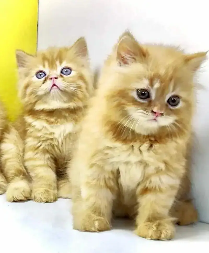 Persian quality kitten's up for sale — photo 6