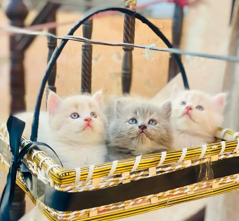 Persian quality kitten's up for sale — photo 7