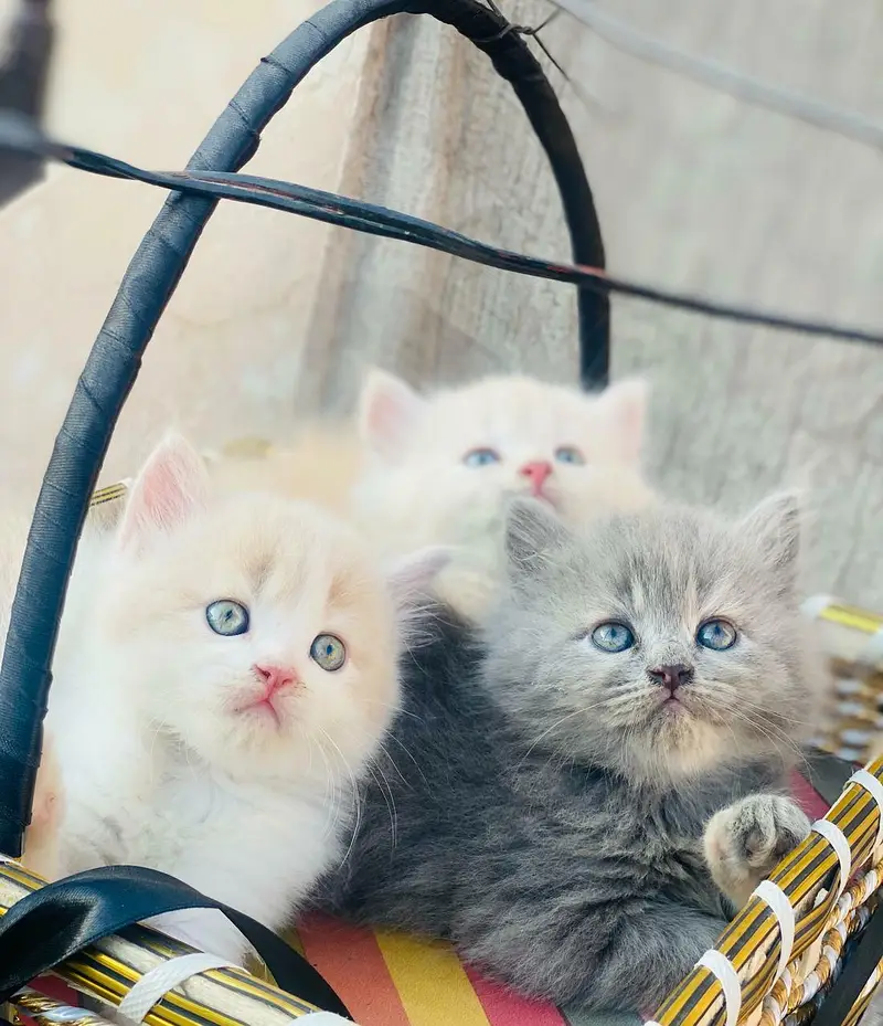 Persian quality kitten's up for sale — photo 8