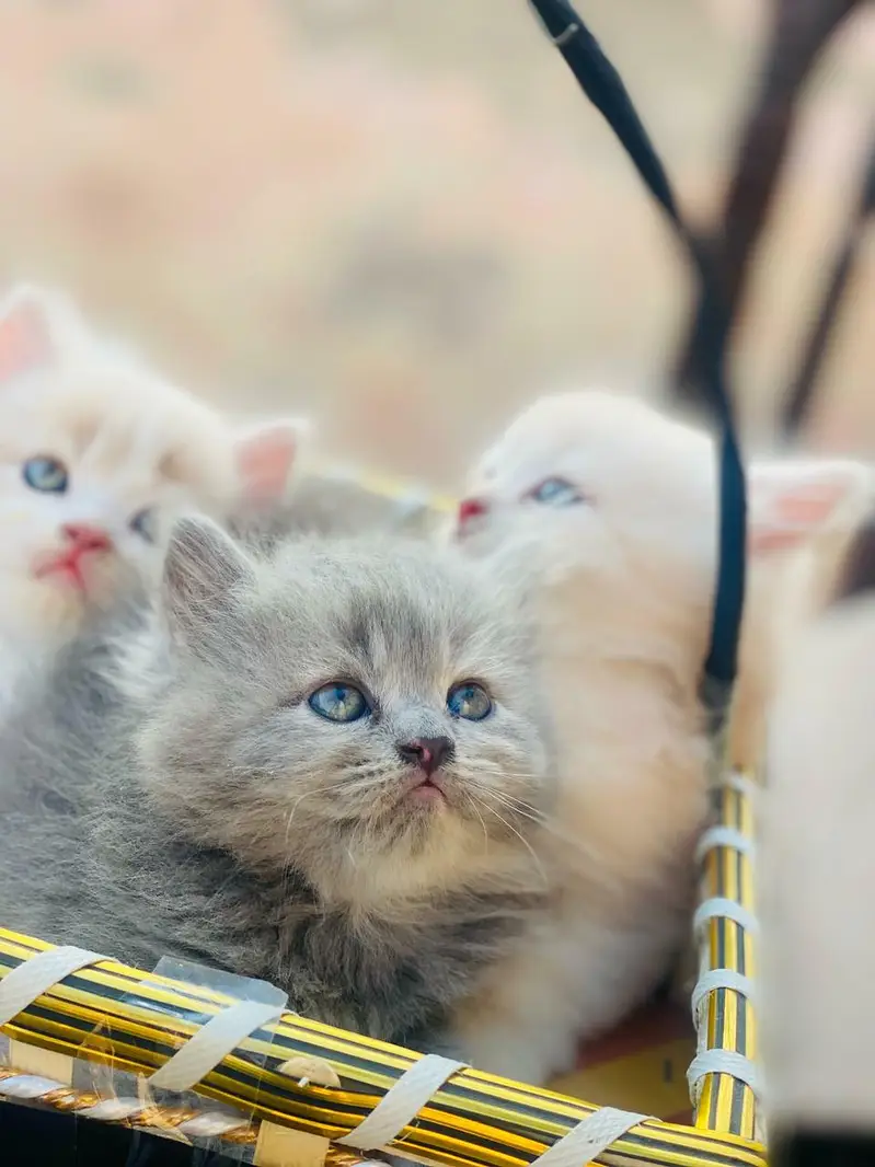 Persian quality kitten's up for sale — photo 9