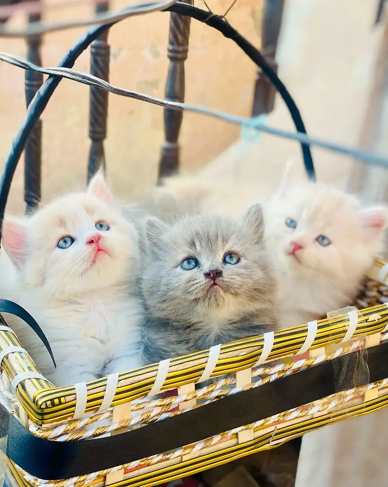 Persian quality kitten's up for sale — photo 10