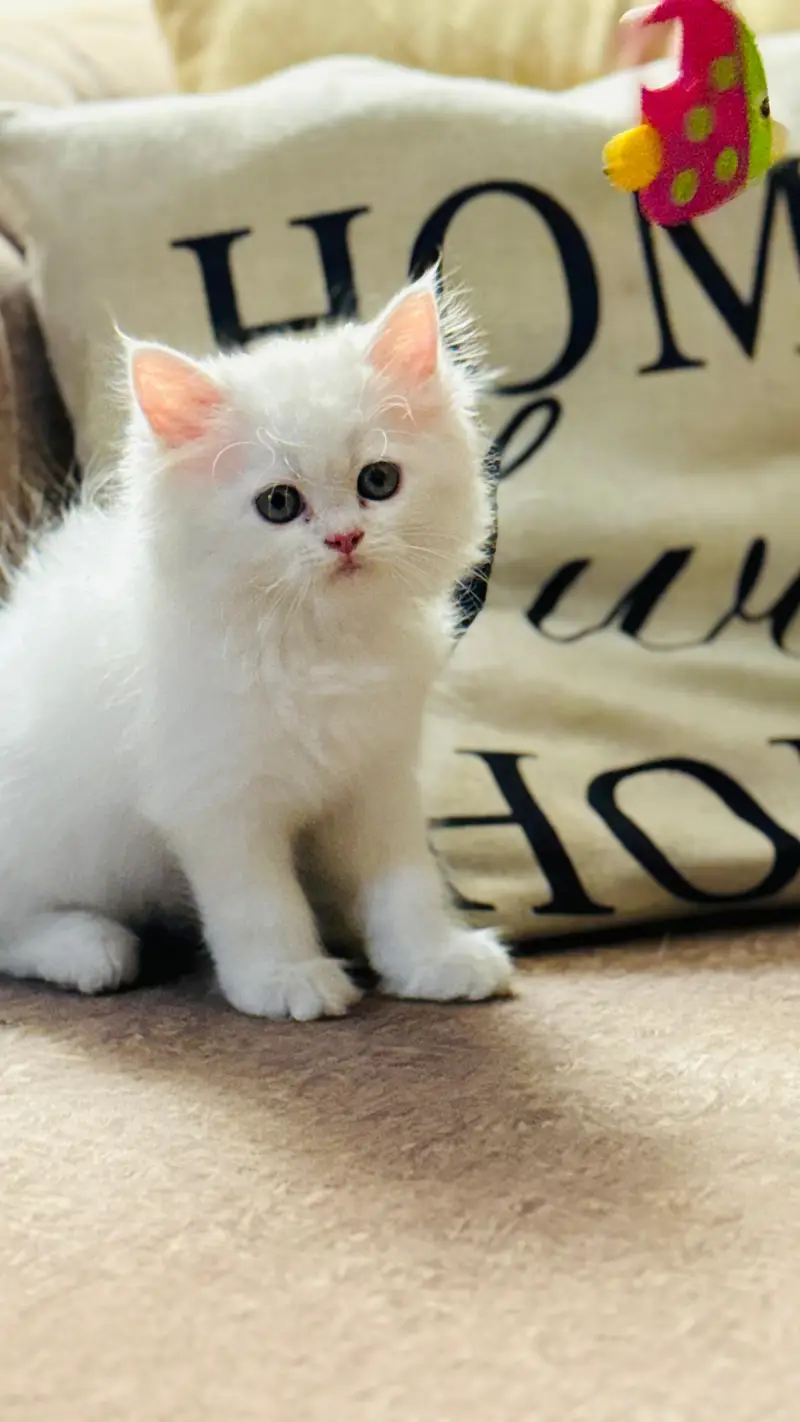 Persian quality kitten's up for sale — photo 11