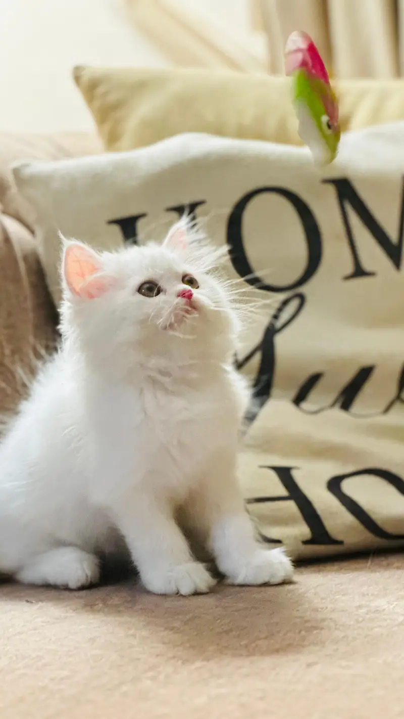 Persian quality kitten's up for sale — photo 12