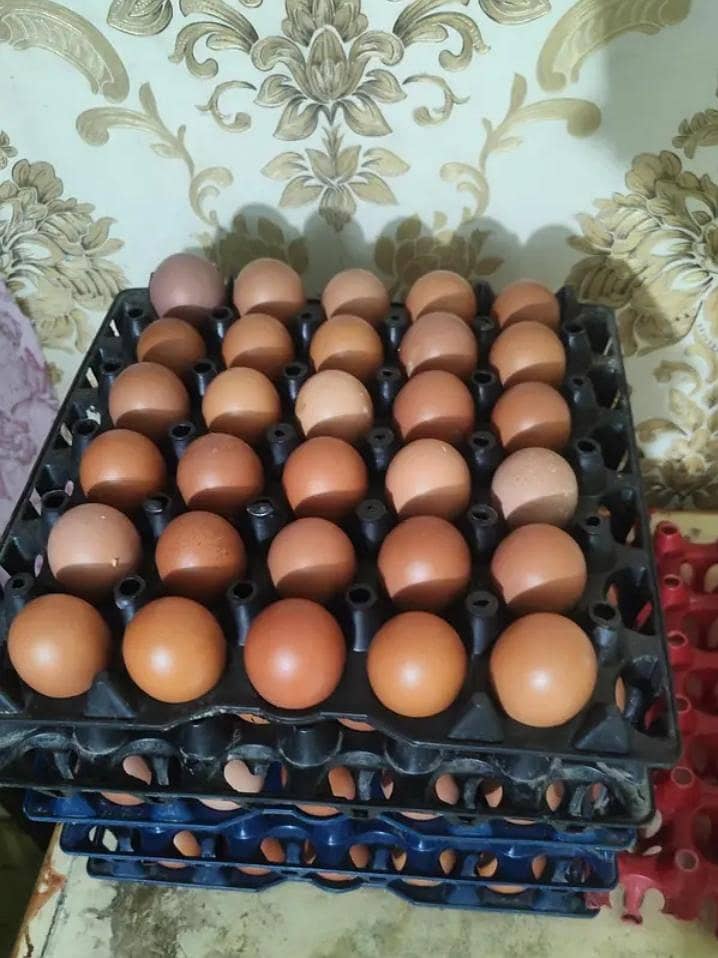 Fertile eggs 0