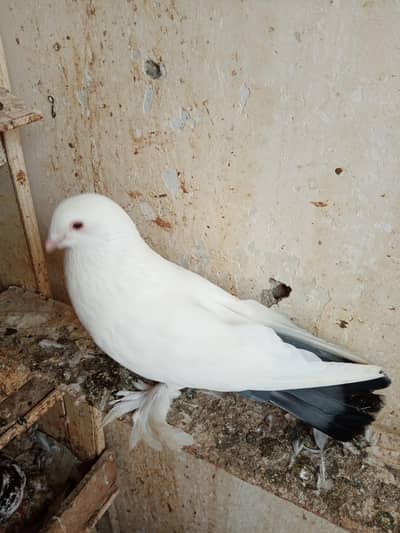 Fancy pigeon