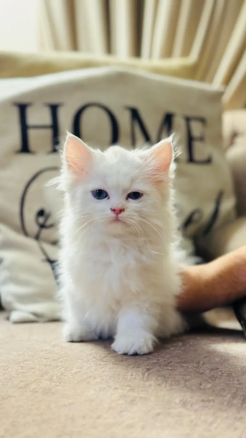 Persian good quality kitten's up for Sale Cod available in rwp/isb