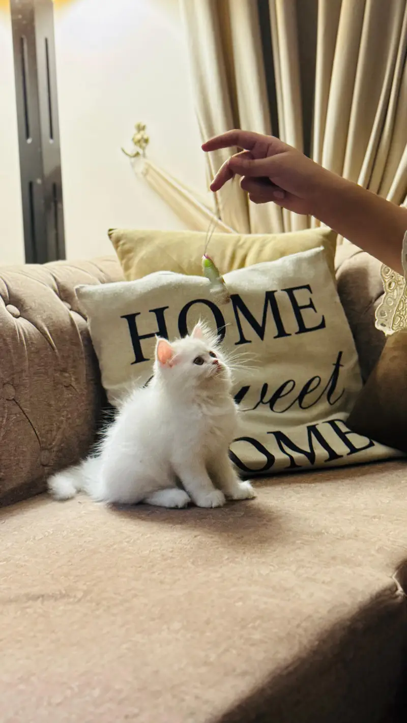Persian good quality kitten's up for Sale Cod available in rwp/isb — photo 2