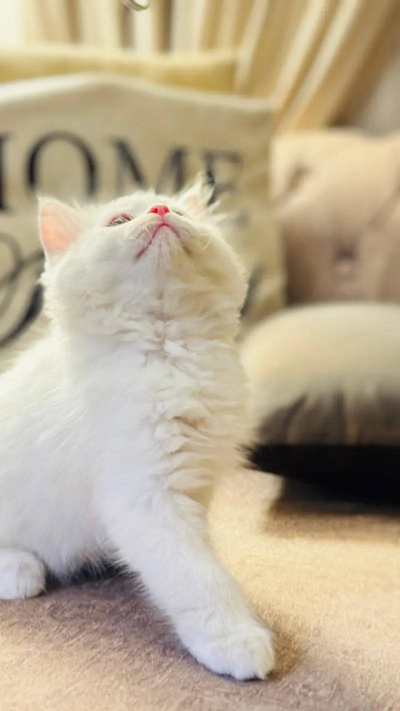 Persian good quality kitten's up for Sale Cod available in rwp/isb — photo 3