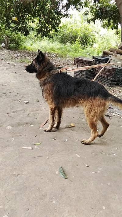 German shepherd male for sale