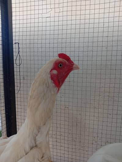 Heera aseel pair whole set up for sell