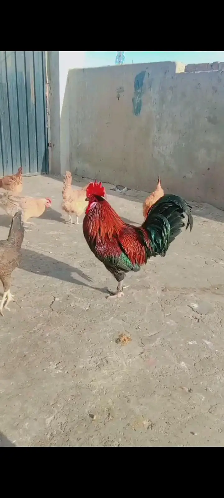 Dasi hen sale — photo 2