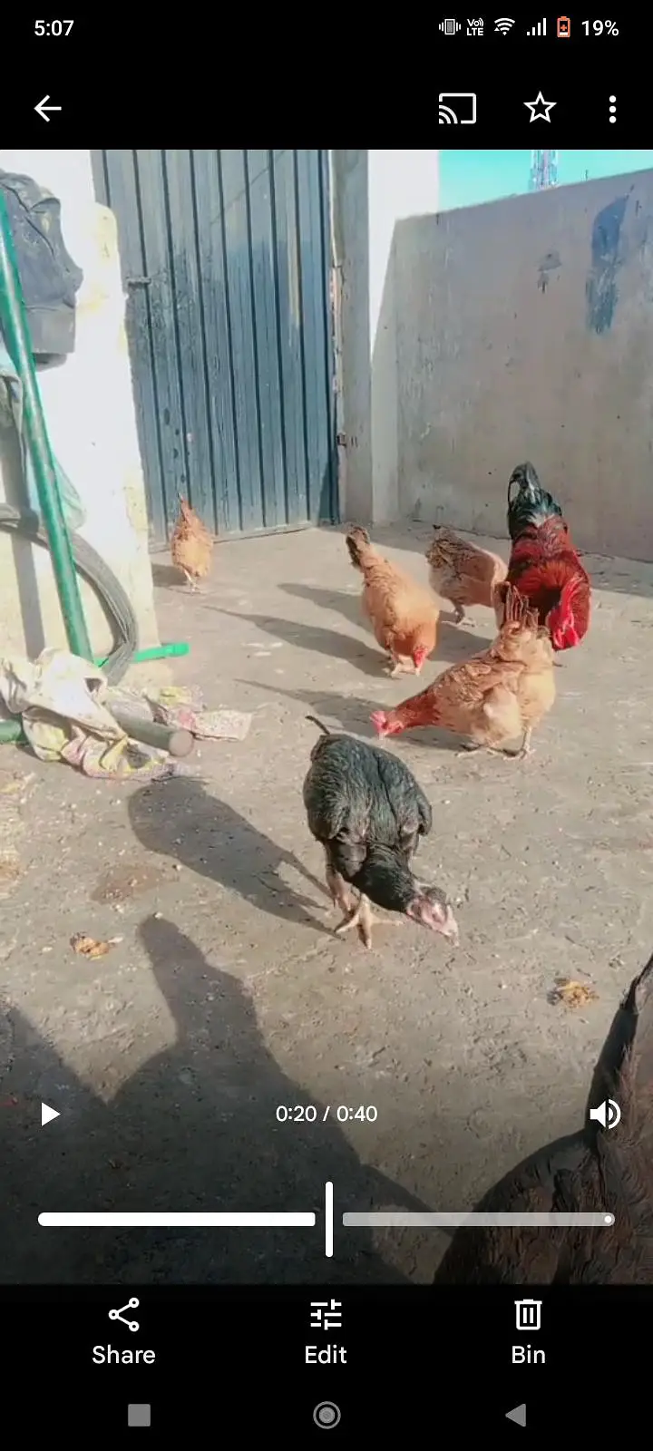 Dasi hen sale — photo 3