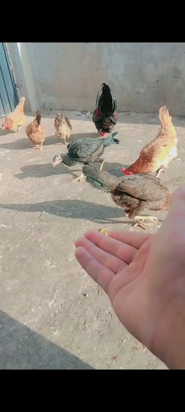 Dasi hen sale — photo 4