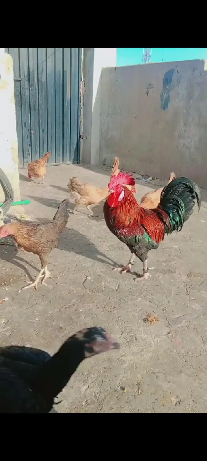 Dasi hen sale — photo 5
