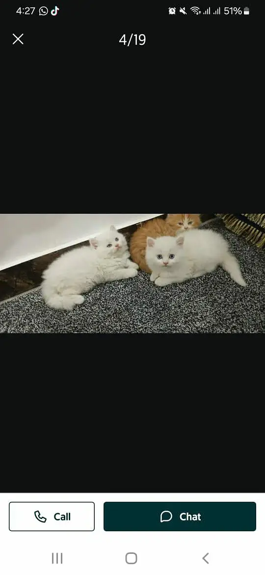 Persian triple coated kittens available in all colours Cod avb