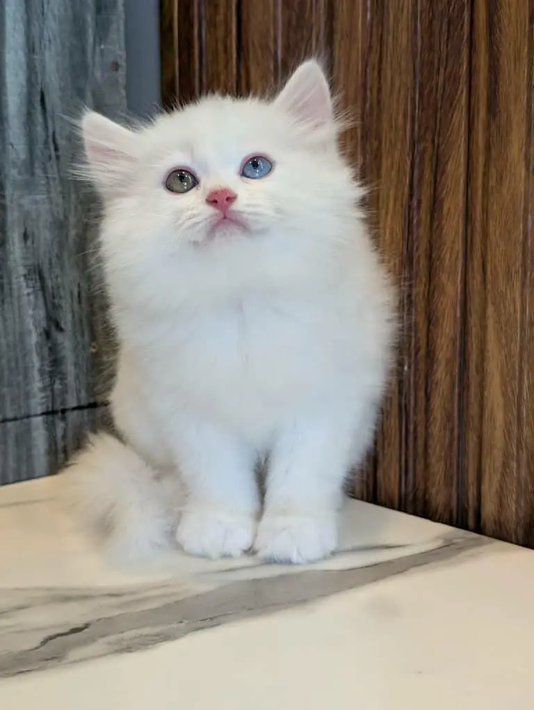 Persian triple coated kittens available in all colours Cod avb — photo 2