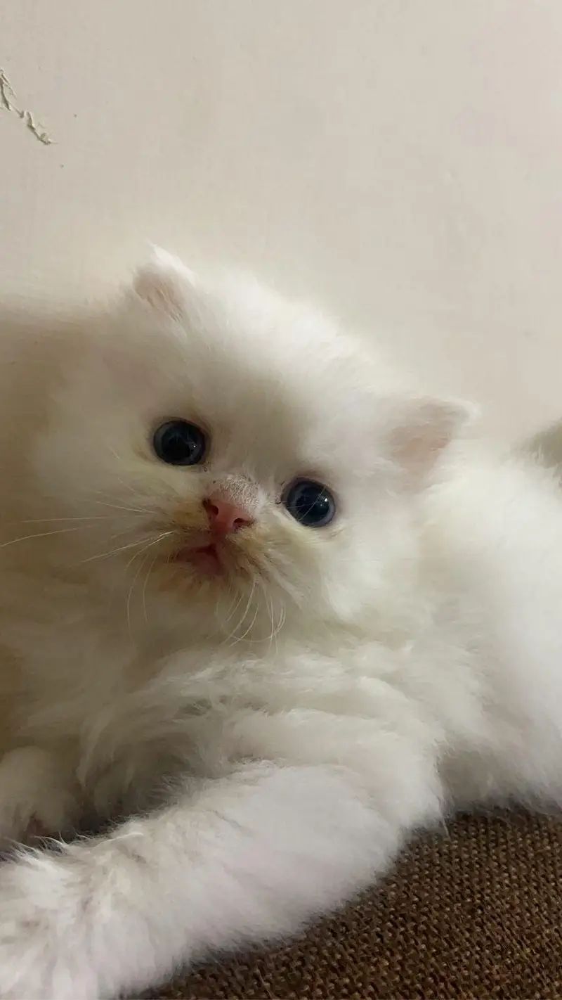 Persian triple coated kittens available in all colours Cod avb — photo 3